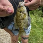 TRUSCEND Fishing Lures for Freshwater and Saltwater. Lifelike Swimbait for Bass Trout Crappie. Slow Sinking Bass Fishing Lure. Amazing Fishing Gifts for men. Must-have for Family Fishing Gear photo review